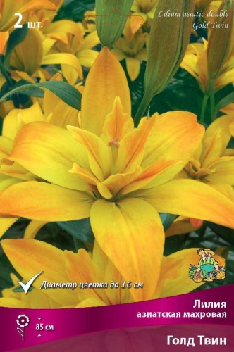 Луковичные Лилия азиатская махровая  Голд Твин
