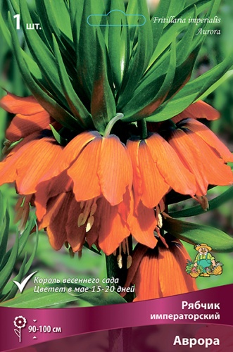 Луковицы Рябчик Императорский Аврора 20-24/К