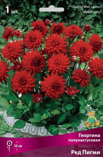 Луковичные Георгина полукактусовая  Ред Пигми