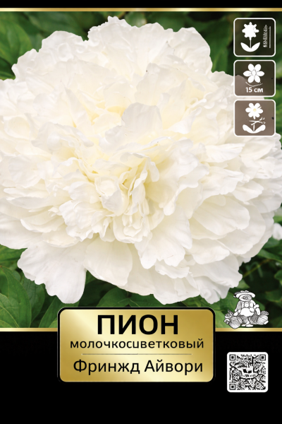 Луковичные Пион молочноцветковый  Фринжд Айвори *