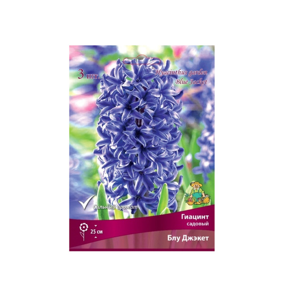 Луковицы Гиацинт садовый Блу Джэкет 15-16/К 3шт