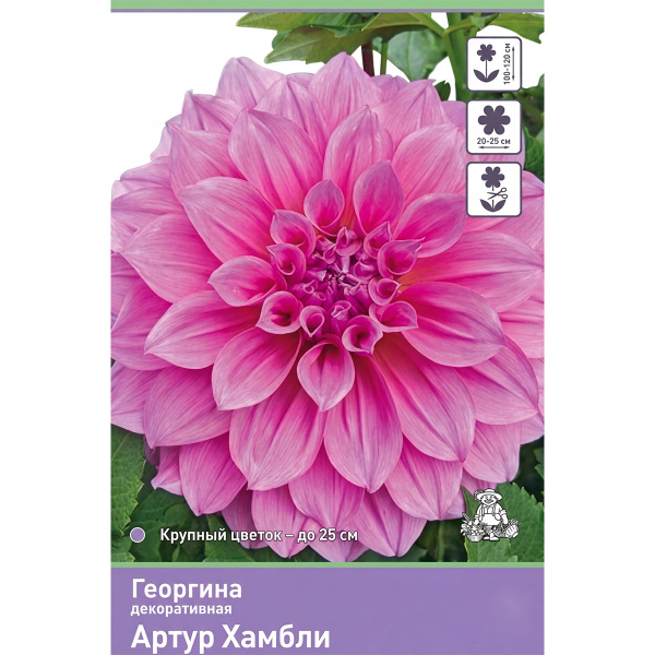 Луковичные Георгина декоративная  Артур Хамбли