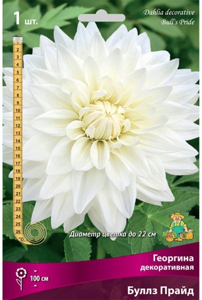 Луковицы Георгина декоративная Буллз Прайд I/К