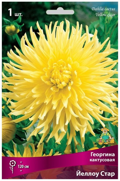 Луковицы Георгина кактусовая Йеллоу Стар I/К