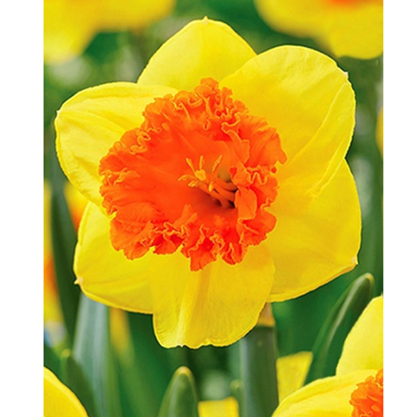 Луковицы Нарцисс крупнокорончатый Корал Краун* 12-14/К 5шт