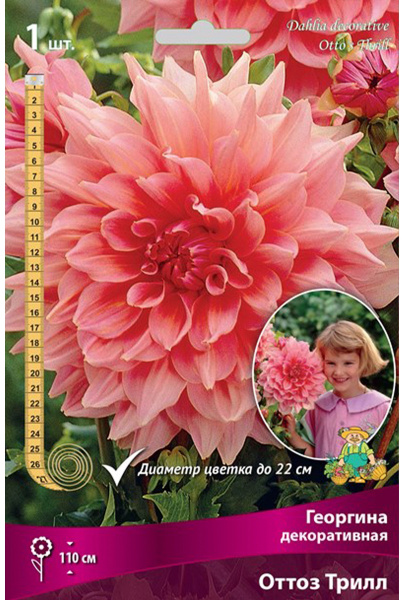 Луковицы Георгина декоративная Оттоз Трилл I/К