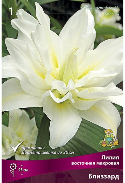 Луковицы Лилия Восточная Близзард 14-16/К
